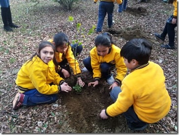 FOTO plantación de árboles 1