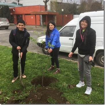 Alrededor de 500 Jóvenes plantan árboles en Villarrica (2)